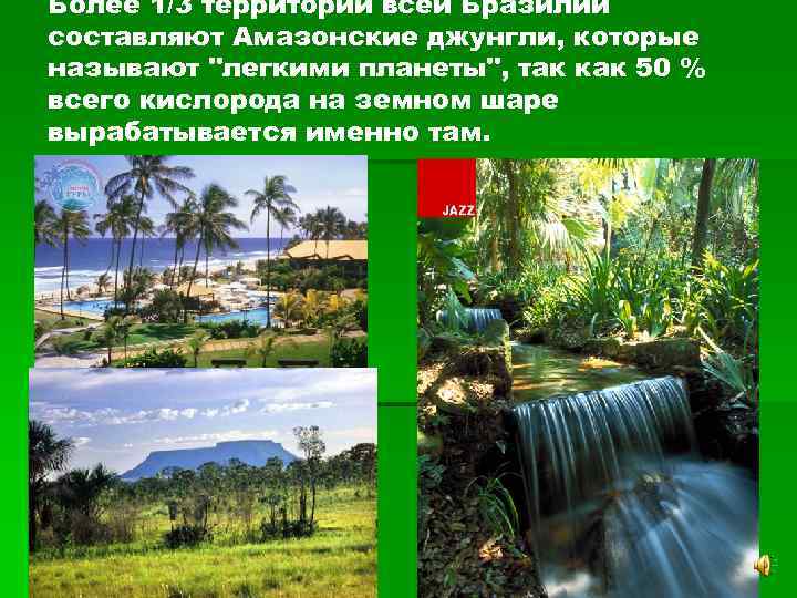 Более 1/3 территории всей Бразилии составляют Амазонские джунгли, которые называют "легкими планеты", так как