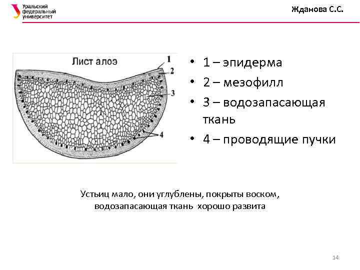 Жданова С. С. • 1 – эпидерма • 2 – мезофилл • 3 –