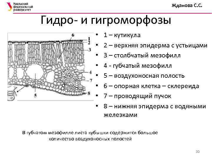 На рисунке клетки столбчатой и губчатой ткани обозначены буквой