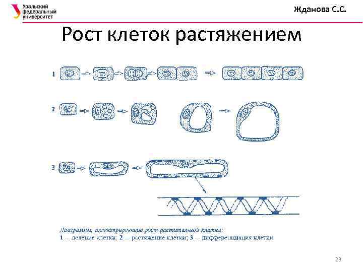 Растяжение клеток растений