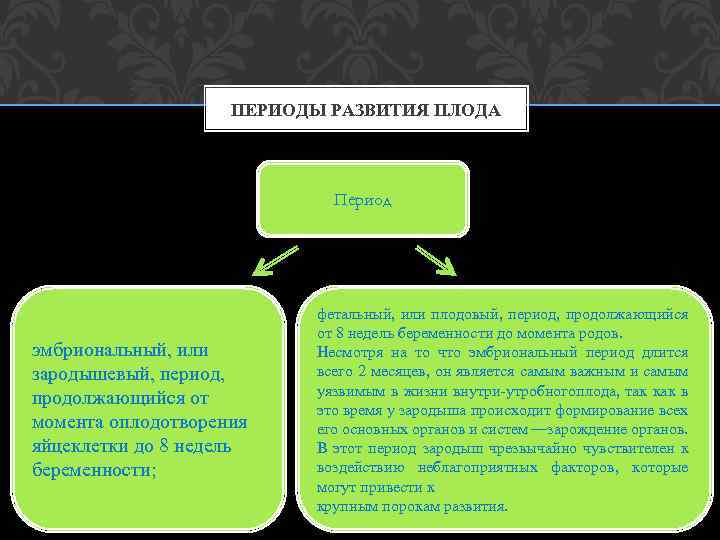 ПЕРИОДЫ РАЗВИТИЯ ПЛОДА Период эмбриональный, или зародышевый, период, продолжающийся от момента оплодотворения яйцеклетки до
