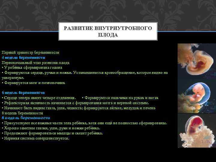 РАЗВИТИЕ ВНУТРИУТРОБНОГО ПЛОДА Первый триместр беременности 4 недели беременности Первоначальный этап развития плода •