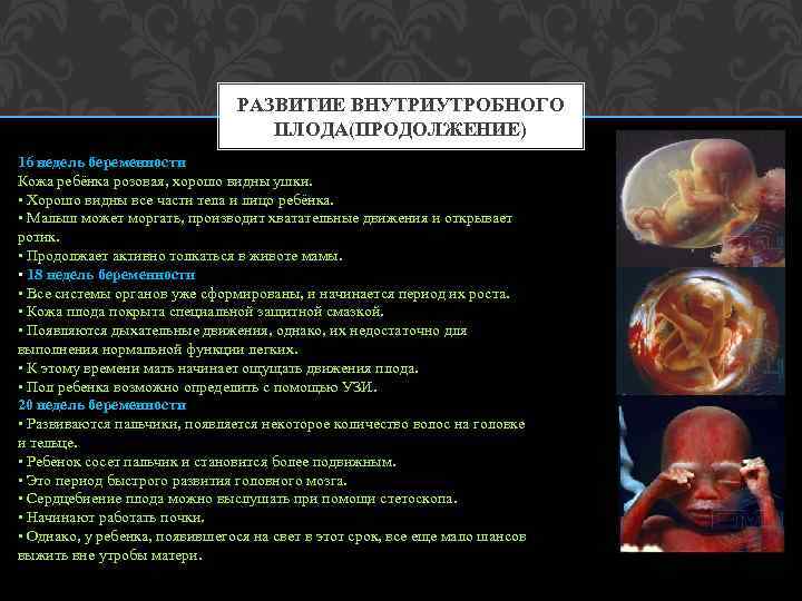 РАЗВИТИЕ ВНУТРИУТРОБНОГО ПЛОДА(ПРОДОЛЖЕНИЕ) 16 недель беременности Кожа ребёнка розовая, хорошо видны ушки. • Хорошо