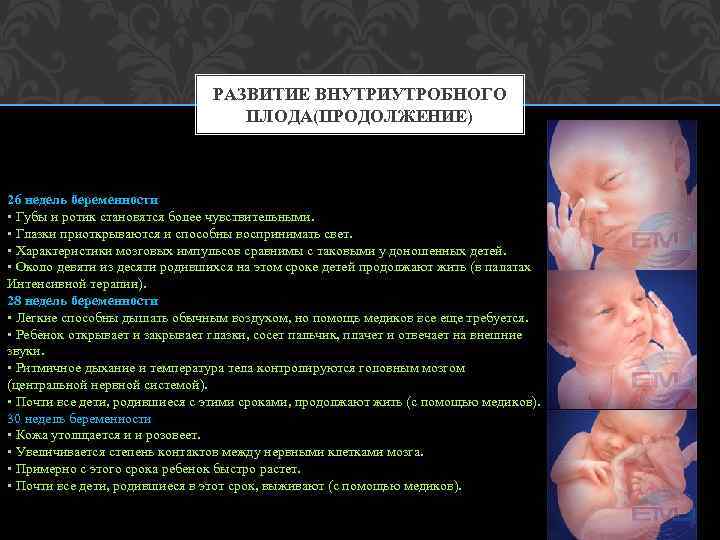 РАЗВИТИЕ ВНУТРИУТРОБНОГО ПЛОДА(ПРОДОЛЖЕНИЕ) 26 недель беременности • Губы и ротик становятся более чувствительными. •