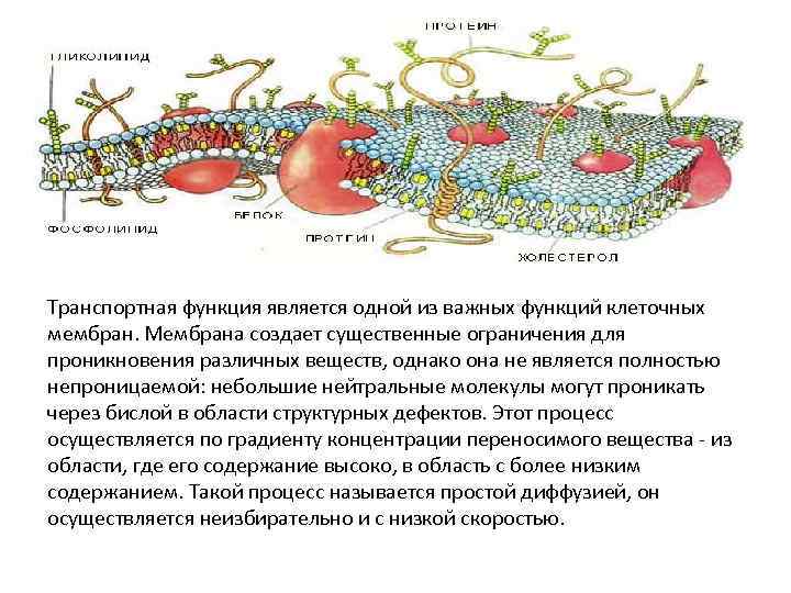 Транспортная функция является одной из важных функций клеточных мембран. Мембрана создает существенные ограничения для