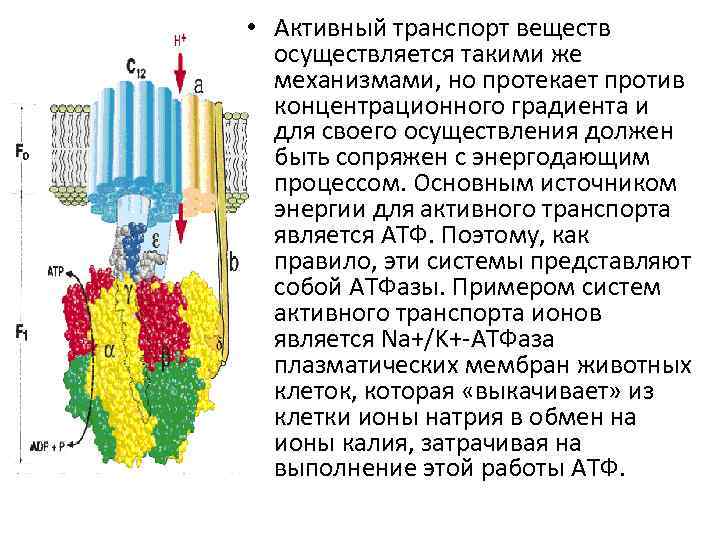 Транспорт веществ осуществляет. Активный транспорт веществ осуществляется. Избирательный транспорт веществ. Избирательный транспорт веществ осуществляется. Избирательный транспорт веществ в клетку.