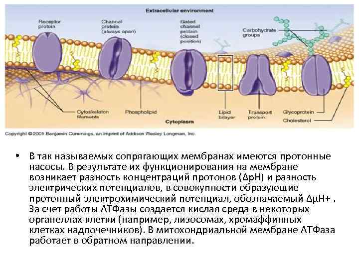  • В так называемых сопрягающих мембранах имеются протонные насосы. В результате их функционирования