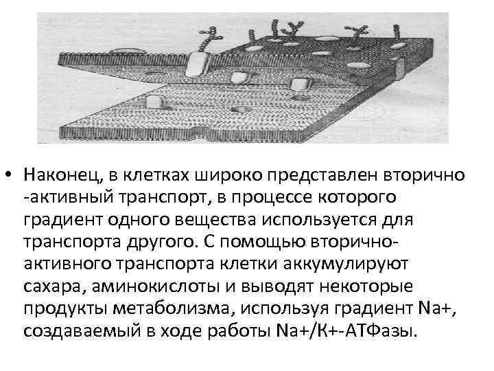  • Наконец, в клетках широко представлен вторично -активный транспорт, в процессе которого градиент