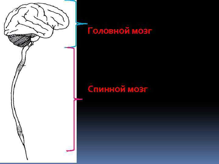 Головной мозг Спинной мозг 