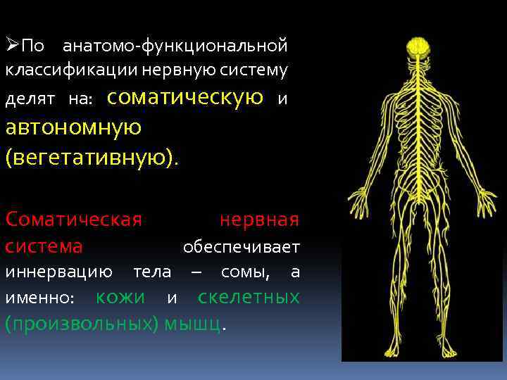 ØПо анатомо-функциональной классификации нервную систему делят на: соматическую и автономную (вегетативную). Соматическая система нервная