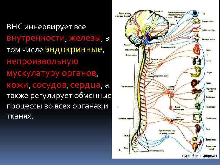Иннервируемые органы соматической нервной системы