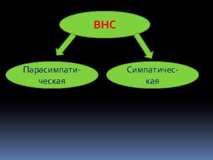 ВНС Парасимпатическая Симпатическая 