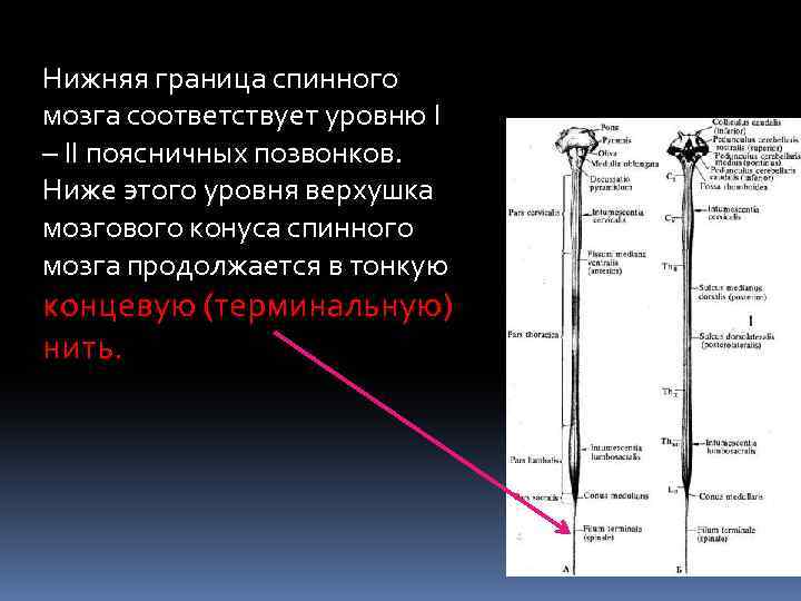 Расскажите о спинном мозге используя следующий план форма длина масса расположение