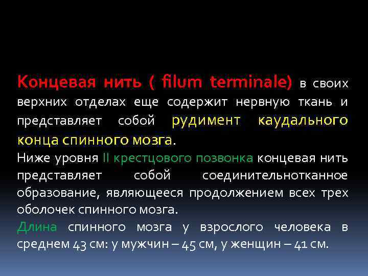 Концевая нить ( filum terminale) в своих верхних отделах еще содержит нервную ткань и