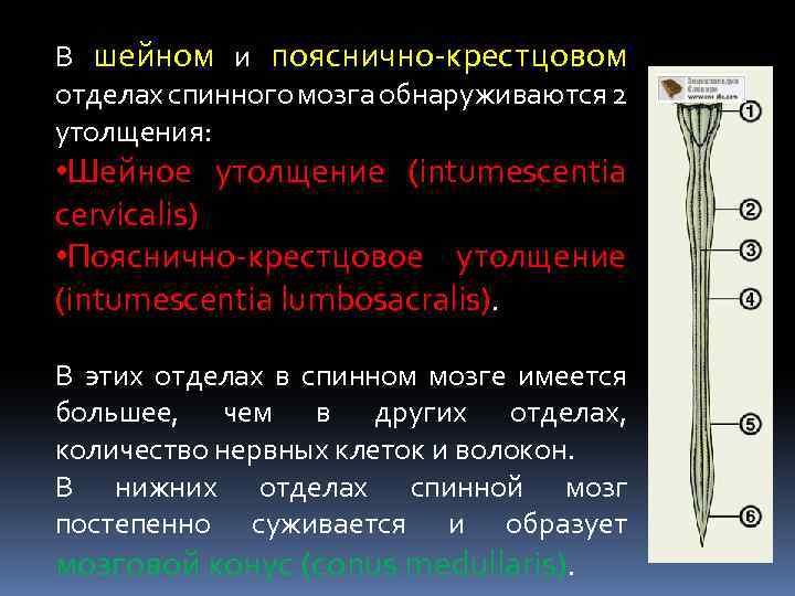 Утолщения спинного мозга. Шейное утолщение спинного мозга. Шейное утолщение анатомия. Пояснично-крестцовое утолщение спинного мозга. Поясничное утолщение спинного мозга.