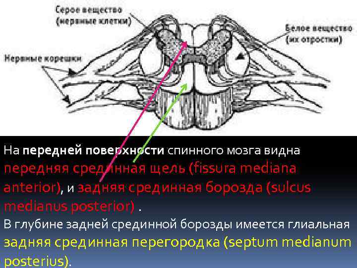 На передней поверхности спинного мозга видна передняя срединная щель (fissura mediana anterior), и задняя