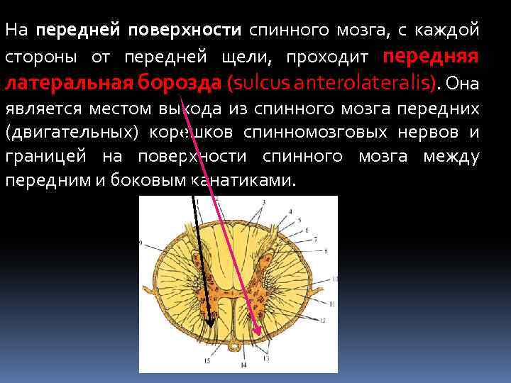 На передней поверхности спинного мозга, с каждой стороны от передней щели, проходит передняя латеральная