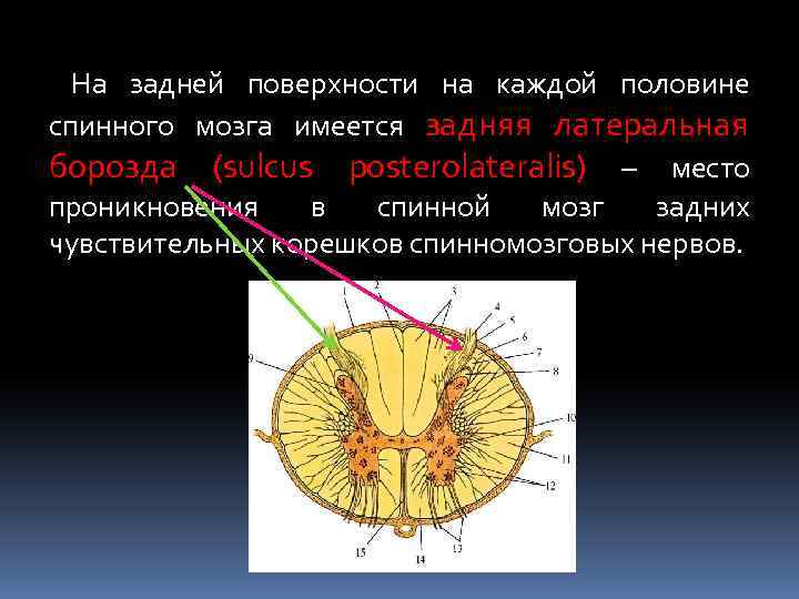 В каждой половине. Задняя латеральная борозда спинного мозга. Борозды на поверхности спинного мозга. Срез спинного мозга борозды. Передняя середина борозда спинного мозга.