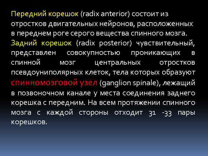 Передний корешок (radix anterior) состоит из отростков двигательных нейронов, расположенных в переднем роге серого