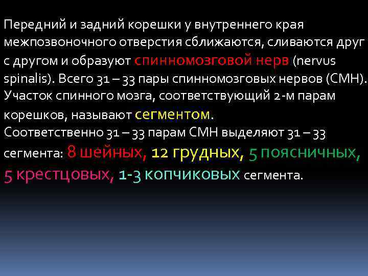 Передний и задний корешки у внутреннего края межпозвоночного отверстия сближаются, сливаются друг с другом