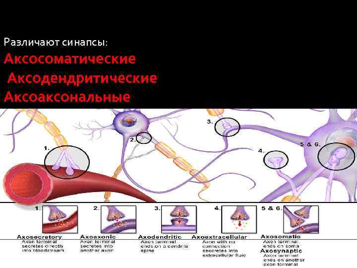 Различают синапсы: Аксосоматические Аксодендритические Аксоаксональные 