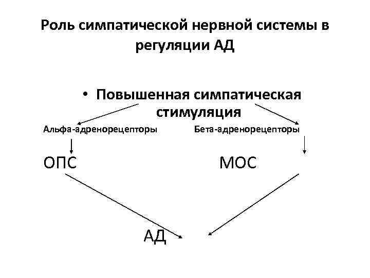 Роль симпатической нервной системы в регуляции АД • Повышенная симпатическая стимуляция Альфа-адренорецепторы ОПС Бета-адренорецепторы