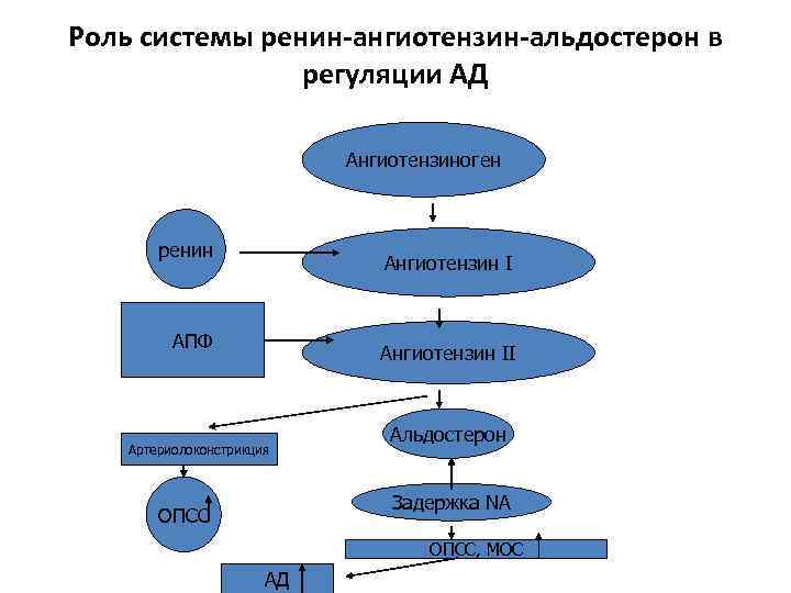 Роль системы ренин-ангиотензин-альдостерон в регуляции АД Ангиотензиноген ренин Ангиотензин I АПФ Ангиотензин II Артериолоконстрикция