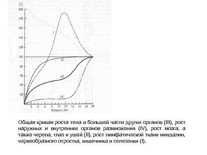 Общая кривая роста тела и большей части других органов (III), рост наружных и внутренних