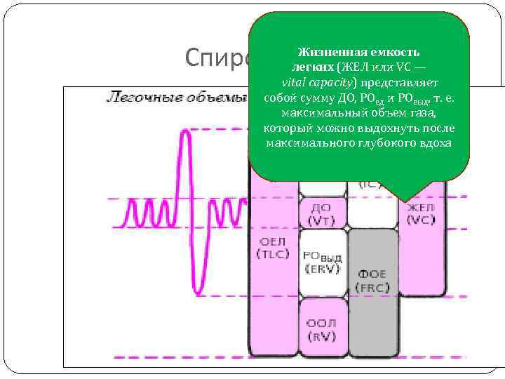 Спирометрия Жизненная емкость легких (ЖЕЛ или VC — vital capacity) представляет собой сумму ДО,