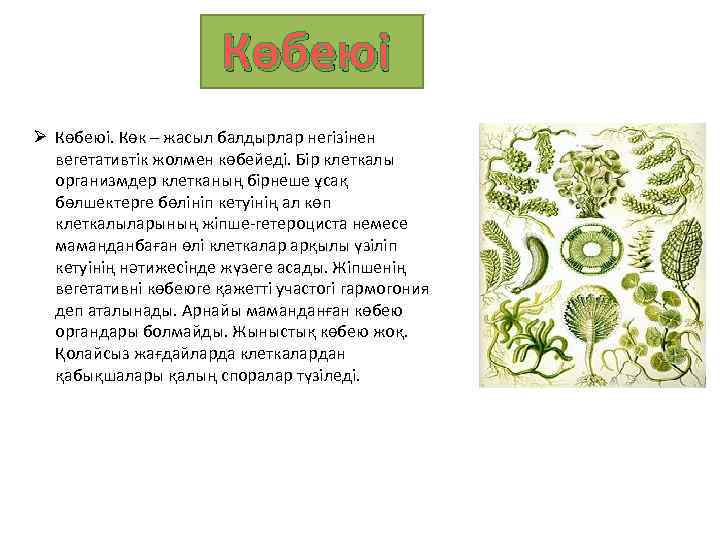 Көбеюі Ø Көбеюі. Көк – жасыл балдырлар негізінен вегетативтік жолмен көбейеді. Бір клеткалы организмдер