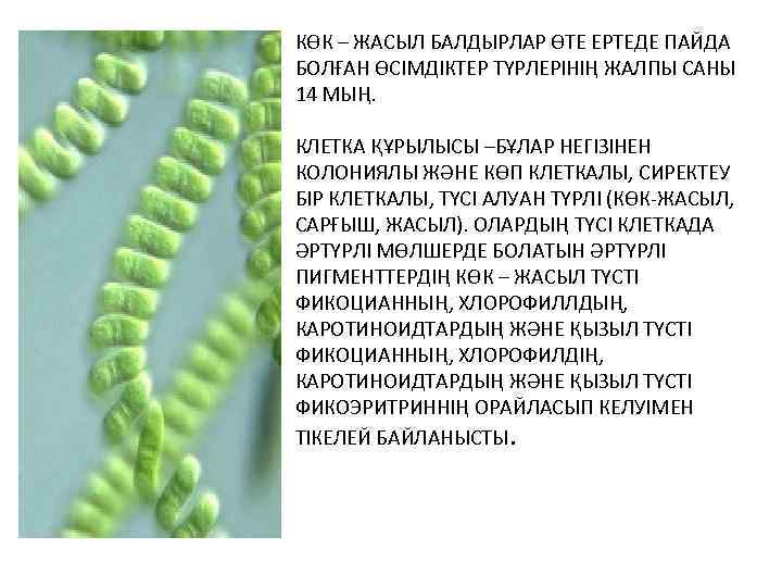 КӨК – ЖАСЫЛ БАЛДЫРЛАР ӨТЕ ЕРТЕДЕ ПАЙДА БОЛҒАН ӨСІМДІКТЕР ТҮРЛЕРІНІҢ ЖАЛПЫ САНЫ 14 МЫҢ.