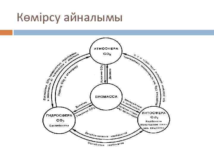 Көмірсу айналымы 