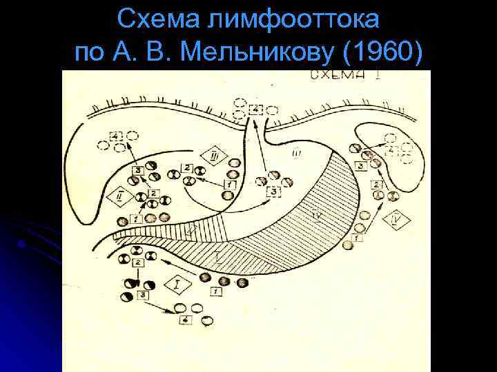 Схема лимфооттока по А. В. Мельникову (1960) 