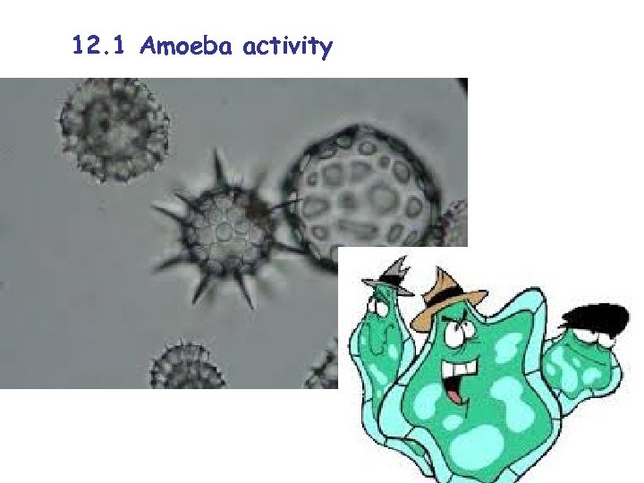 12. 1 Amoeba activity 
