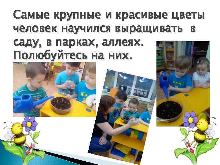 Самые крупные и красивые цветы человек научился выращивать в саду, в парках, аллеях. Полюбуйтесь