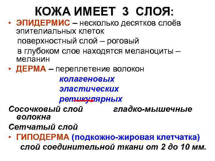 КОЖА ИМЕЕТ 3 СЛОЯ: • ЭПИДЕРМИС – несколько десятков слоёв эпителиальных клеток поверхностный слой