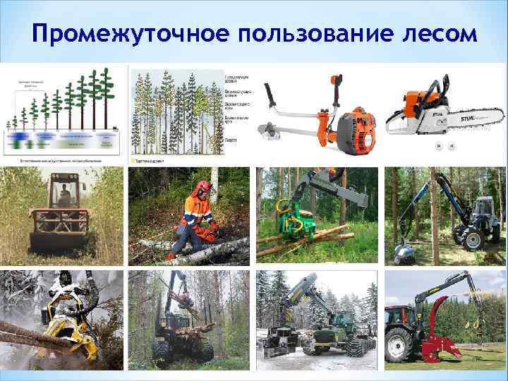 Промежуточное пользование лесом 