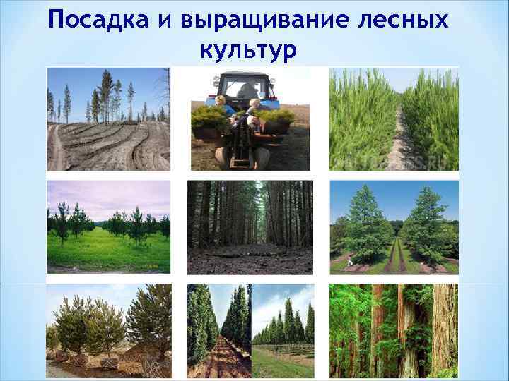 Посадка и выращивание лесных культур 