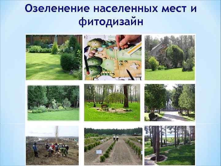 Озеленение населенных мест и фитодизайн 