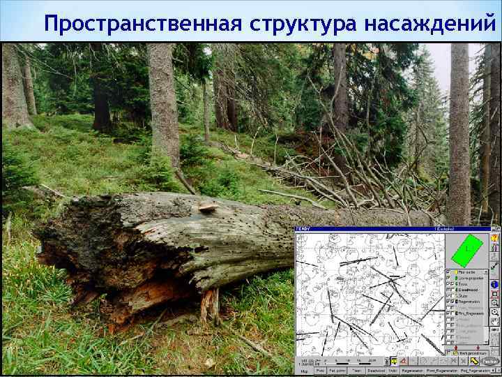 Пространственная структура насаждений 