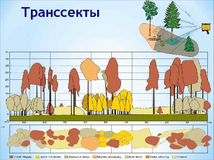 Транссекты 