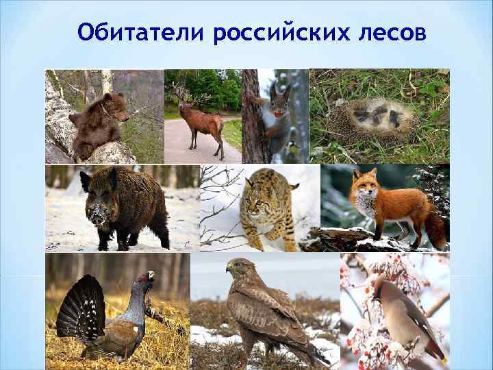 Обитатели российских лесов 