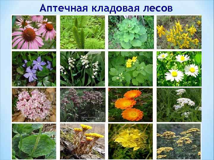 Аптечная кладовая лесов 