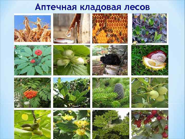 Картинка кладовая природы