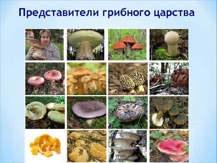 Представители грибного царства 