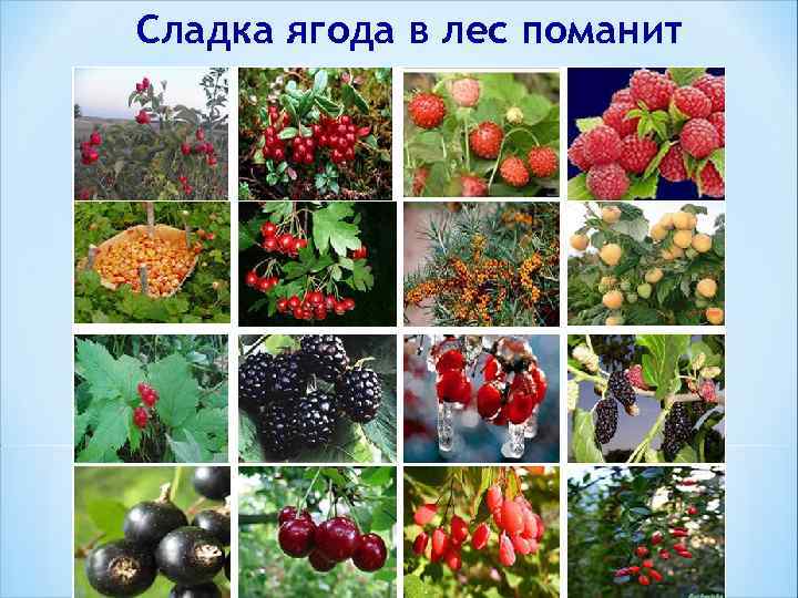 Сладка ягода в лес поманит 