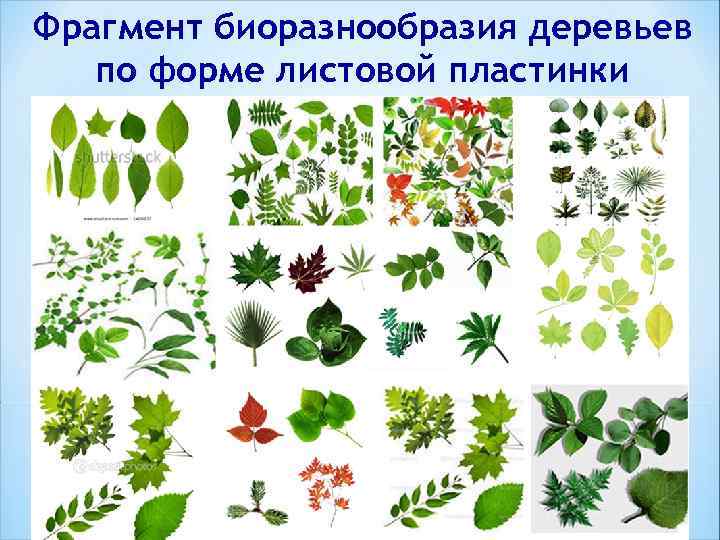 Фрагмент биоразнообразия деревьев по форме листовой пластинки 