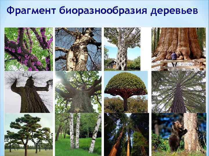 Фрагмент биоразнообразия деревьев 