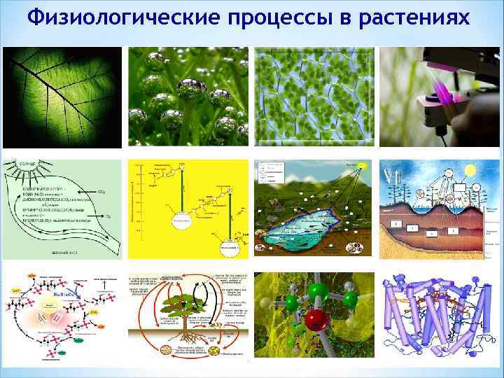 Процессы растительных организмов. Физиологические процессы. Процессы растений. Биологические процессы растений. Физиологические процессы в организме растений..