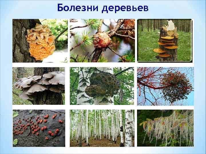 Болезни деревьев 